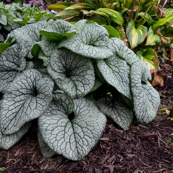 Brunnera macrophylla - 'Queen of Hearts' Heartleaf Brunnera