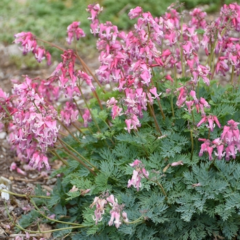 Dicentra - 'Pink Diamonds' Fern-Leaf Bleeding Heart