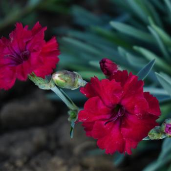 Dianthus - Mountain Frost™ 'Red Garnet'