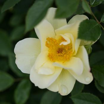 Rosa (Rose) - Easy Elegance® 'Oscar Peterson™'