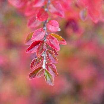 Cotoneaster - Autumn Inferno®