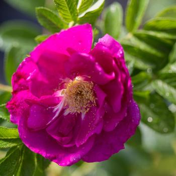 Rosa - 'Lotty's Love®' Rugosa Rosa