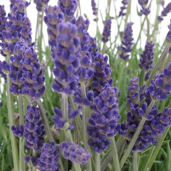 Lavandula angustifolia - 'Annet' Lavender