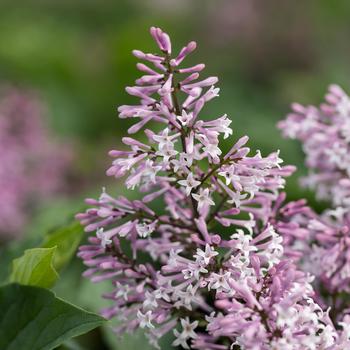 Syringa - 'Little Lady™' Lilac