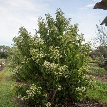 Heptacodium miconiodes - 'Tianshan®' Seven-Son Flower