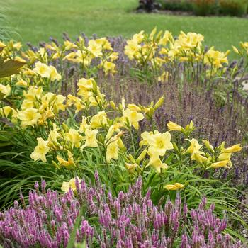 Hemerocallis (Daylily) - Rainbow Rhythm® 'Going Bananas'