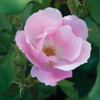 Rosa (Shrub Rose) - Knock Out® Blushing