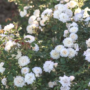 Rosa - 'White Drift®' Rose