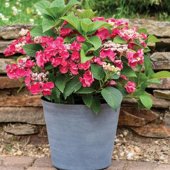 Hydrangea macrophylla - Cherry Explosion™