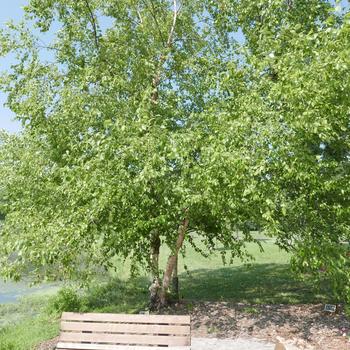 Betula nigra - River Birch