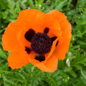 Papaver orientale - 'Prince of Orange' Oriental Poppy