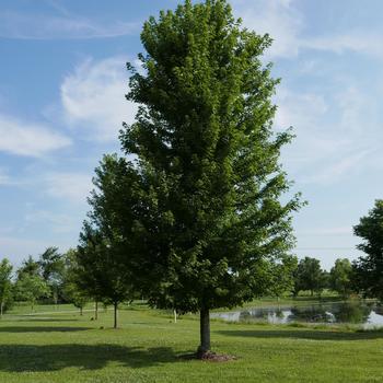 Acer x freemanii - Autumn Blaze® Freeman Maple