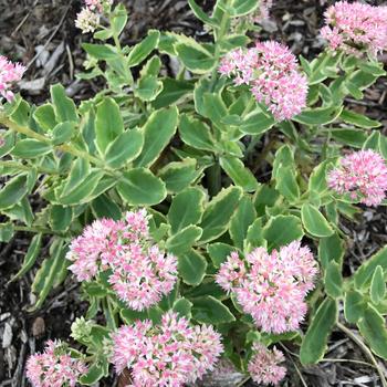 Sedum telephium - 'Frosted Fire' Stonecrop