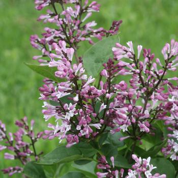 Syringa - Lilac 'Baby Kim'