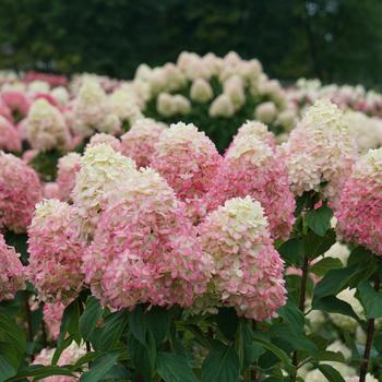 Hydrangea paniculata - 'Limelight Prime®'