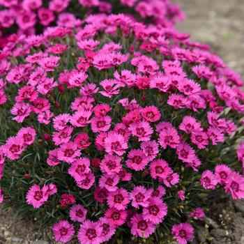 Dianthus - 'Paint the Town Fancy' Pinks