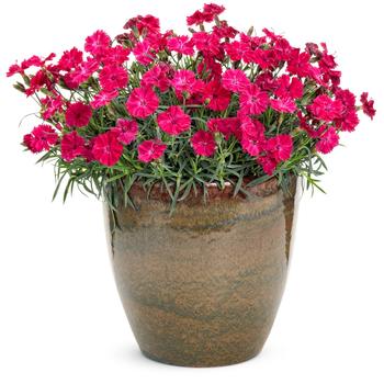 Dianthus - 'Paint the Town Red' Pinks