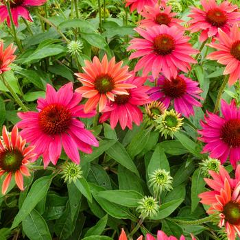 Echinacea (Coneflower) - Sombrero® 'Tres Amigos'