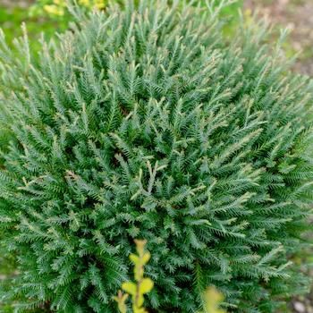 Thuja occidentalis - 'Pancake™' Arborvitae