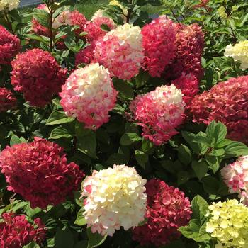 Hydrangea paniculata - 'Little Lime Punch™' Panicle Hydrangea