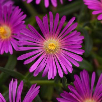 Delosperma (Ice Plant) - Ocean Sunset™ 'Violet'