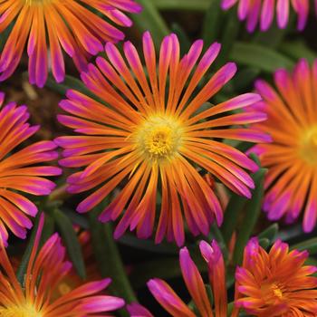 Delosperma (Ice Plant) - Ocean Sunset™ 'Orange Glow'