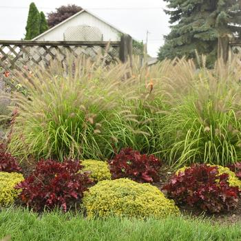 Pennisetum alopecuroides (Fountain Grass) - Prairie Winds® 'Lemon Squeeze'