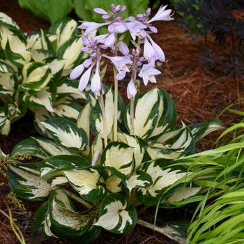 Hosta - 'Fire and Ice' Plantain Lily, Hosta