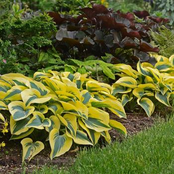 Hosta (Hosta, Plantain Lily) - Shadowland® 'Autumn Frost'