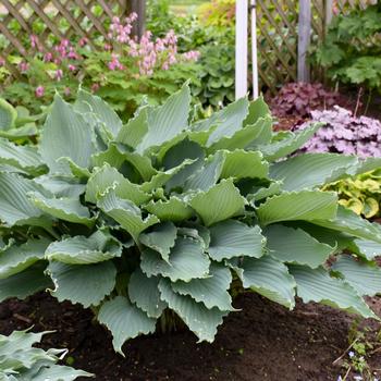 Hosta - Shadowland® 'Diamond Lake'