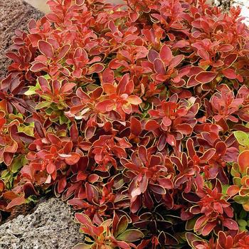 Berberis thunbergii - 'Admiration' Barberry