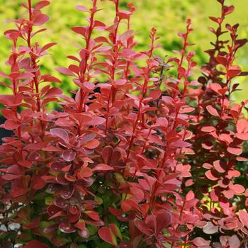 Berberis thunbergii - 'Orange Rocket' Barberry