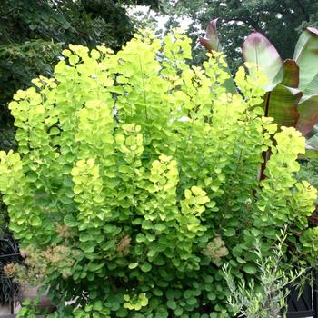 Cotinus coggygria - 'Golden Spirit' Golden Smoke