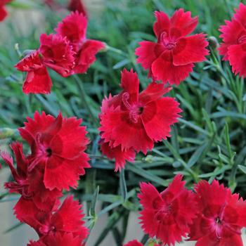 Dianthus (Maiden Pink) - Star Single™ 'Fire Star Improved'