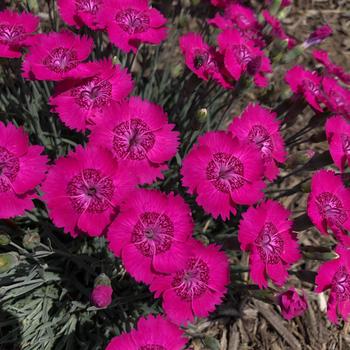 Dianthus (Maiden Pinks) - Star Single™ 'Neon Star Improved'