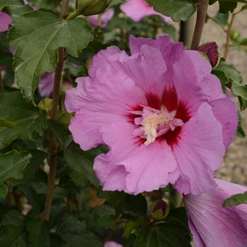 Hibiscus syriacus (Rose of Sharon) - First Editions® 'Tahiti™'