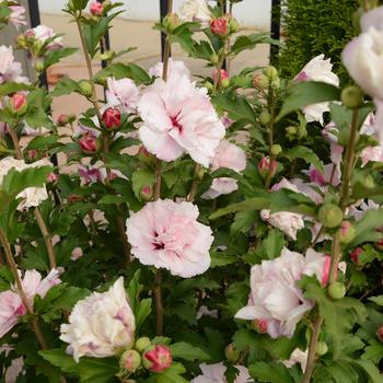 Hibiscus syriacus (Rose of Sharon) - French Cabaret™ 'Blush'