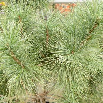 Pinus strobus x ayacahuite - 'Domingo' Limber Pine