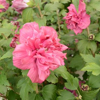 Hibiscus syriacus (Rose of Sharon) - French Cabaret™ Red