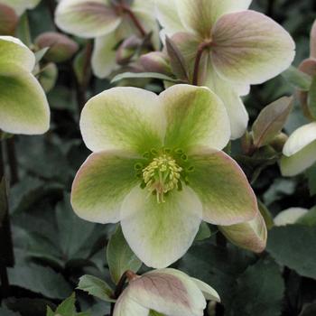 Helleborus (Lenten Rose) - Walberton's® 'Ivory Prince'