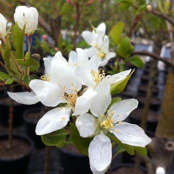 Malus - 'Dolgo' Crabapple