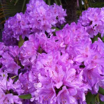 Rhododendron catawbiense - 'Boursault'