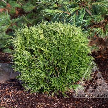 Chamaecyparis pisifera - 'Angel Hair' Threadbranch Cypress