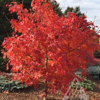 Acer x pseudosieboldianum (Maple) - Pacific Rim® 'Final Fire®'