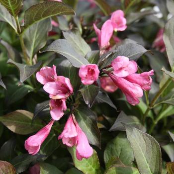 Weigela florida - 'Dark Horse'