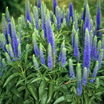 Veronica spicata - 'Royal Candles' Speedwell