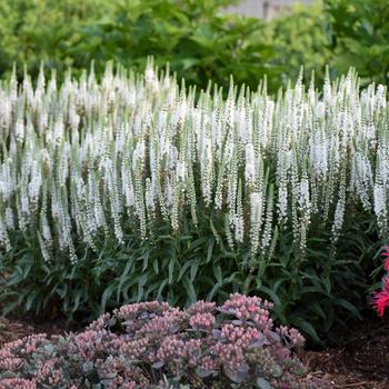 Veronica (Spike Speedwell) - Magic Show® 'White Wands'