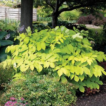 Aralia cordata - 'Sun King' Japanese Spikenard