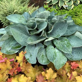 Hosta (Hosta, Plantain Lily) - Shadowland® 'Above the Clouds'