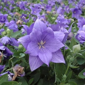 Platycodon grandiflorus - 'Astra Double Blue' Balloon Flower